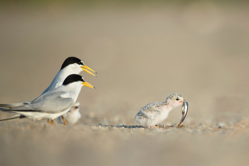 Stolze Eltern | Alamy Stock Photo by Raymond Hennessy