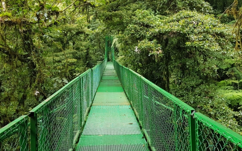 Montenegro Rainforest Bridge, Costa Rica | Shutterstock Photo by Aves y estrellas