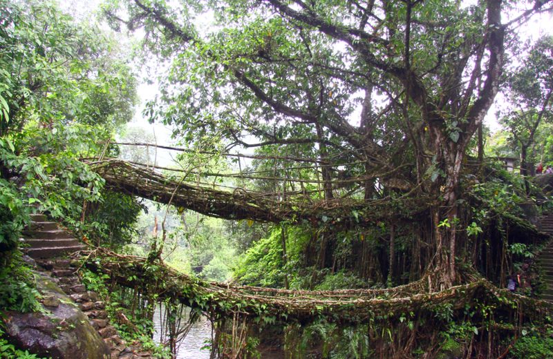 Root Bridges, Índia | Alamy Stock Photo by Kumar Mangwani 