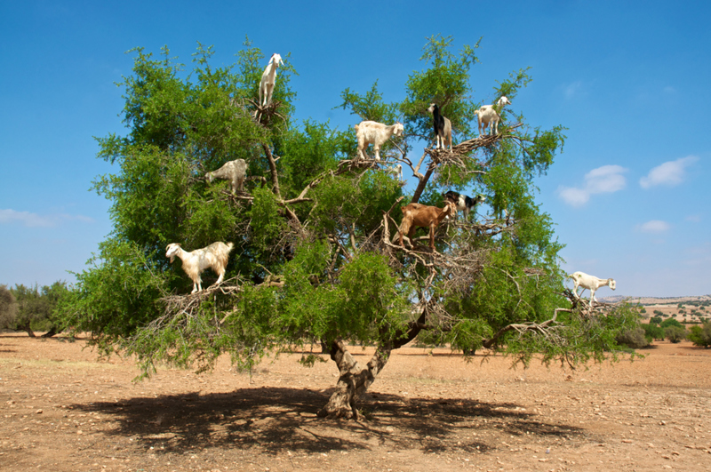 Sí, las cabras trepan a los árboles | Getty Images Photo by aerostato