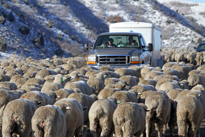 ¡Oh, no! ¡Cuántas ovejas! | Alamy Stock Photo by Don Despain