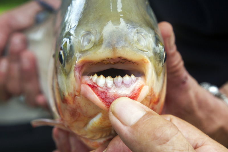 ¿Dientes humanos en un pez? Eso sí que es raro | Getty Images Photo by jean-claude soboul
