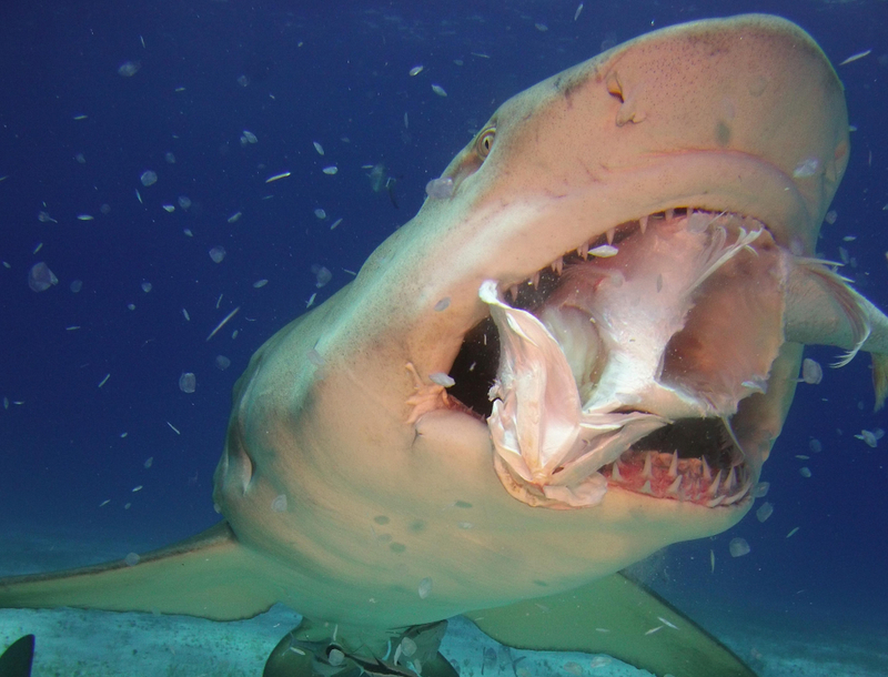 Tiburones | Shutterstock