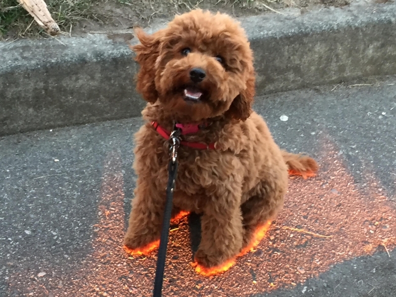 Este perro está en llamas | Imgur.com/Itsmeerl