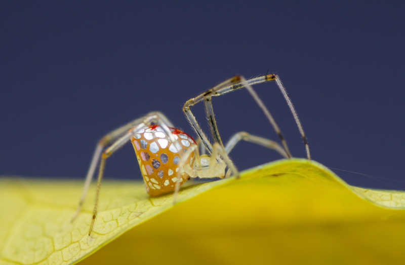 ¡Una araña de vidrio! | Getty Images Photo by Manoj Kumar Tuteja
