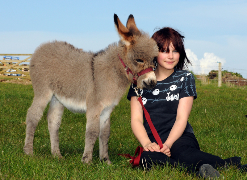 Mini Burros | Alamy Stock Photo by Dorset Media Service