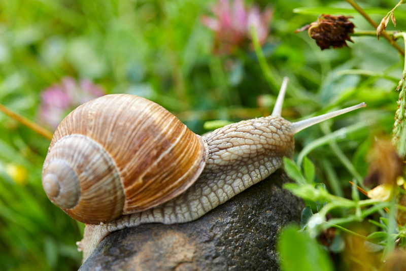 Caracóis | Shutterstock Photo by allstars