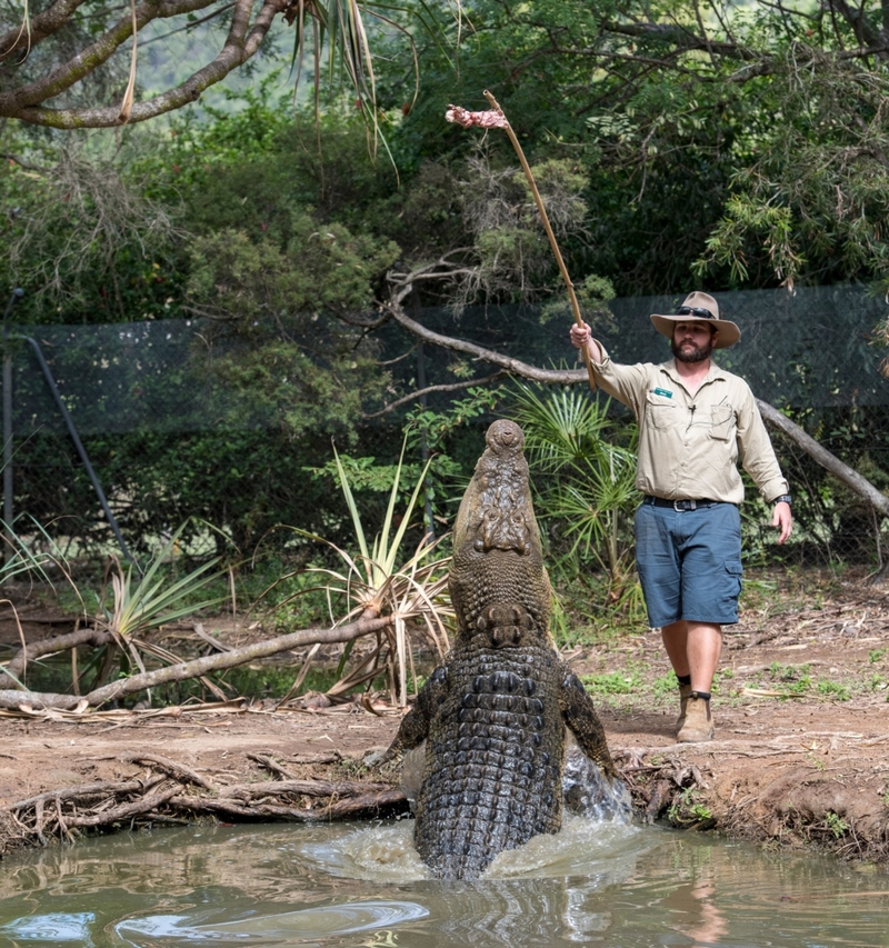 Crocodilos | Shutterstock Photo by Robert Hiette