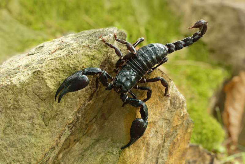 Escorpião imperador | Shutterstock Photo by Milan Zygmunt