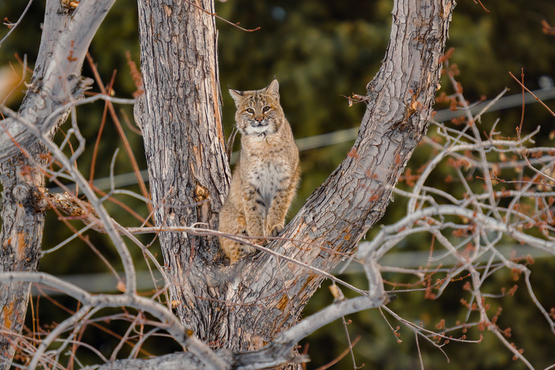 Lince-pardo | Shutterstock Photo by fluidmediafactory