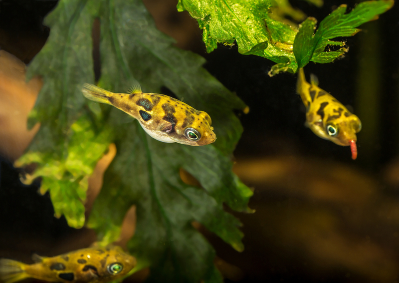 Peixe Baiacu Anão | Shutterstock Photo by Toxotes Hun-Gabor Horvath