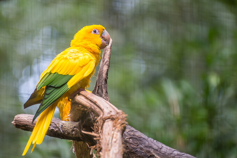 Guaruba | Shutterstock Photo by Junior Braz