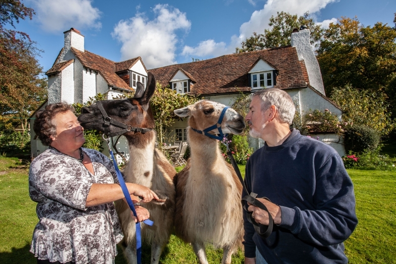 Lhamas | Alamy Stock Photo by Jeff Gilbert 