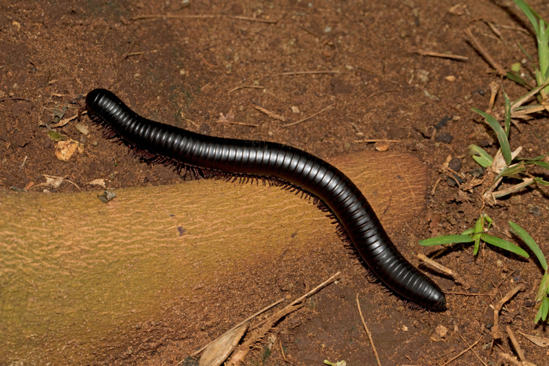 Centopeia gigante africana | Alamy Stock Photo by Mark Boulton 