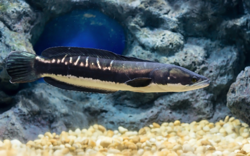 Peixe Cabeça de Serpente | Shutterstock Photo by taratipman