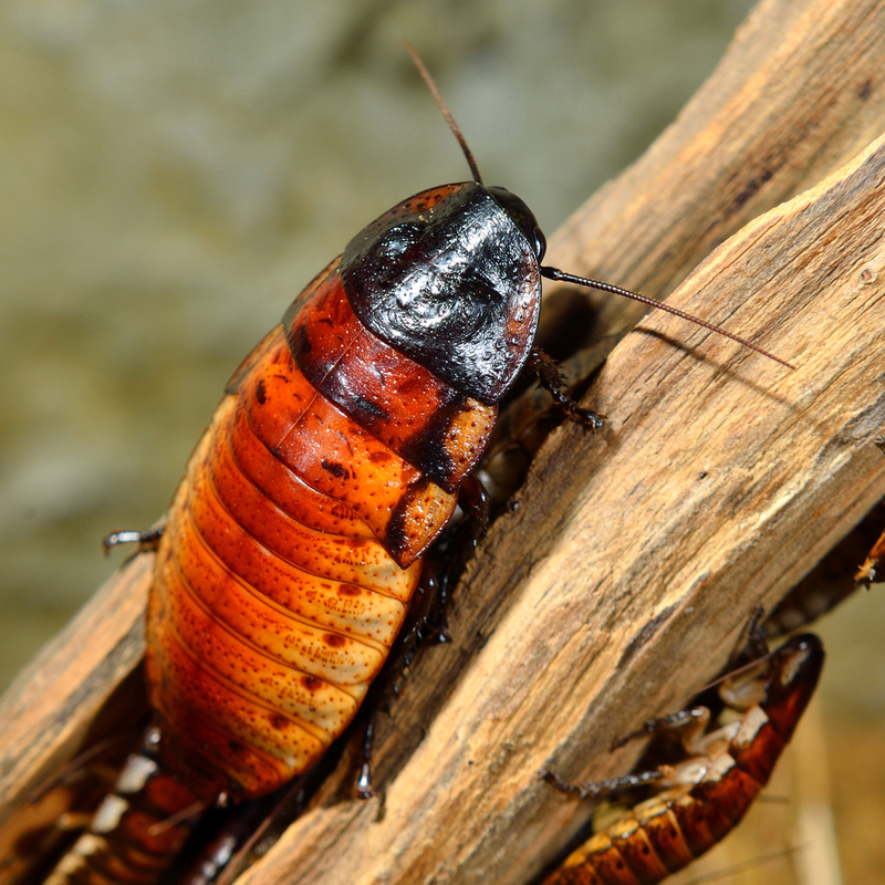 Barata de Madagascar | Shutterstock Photo by Astels