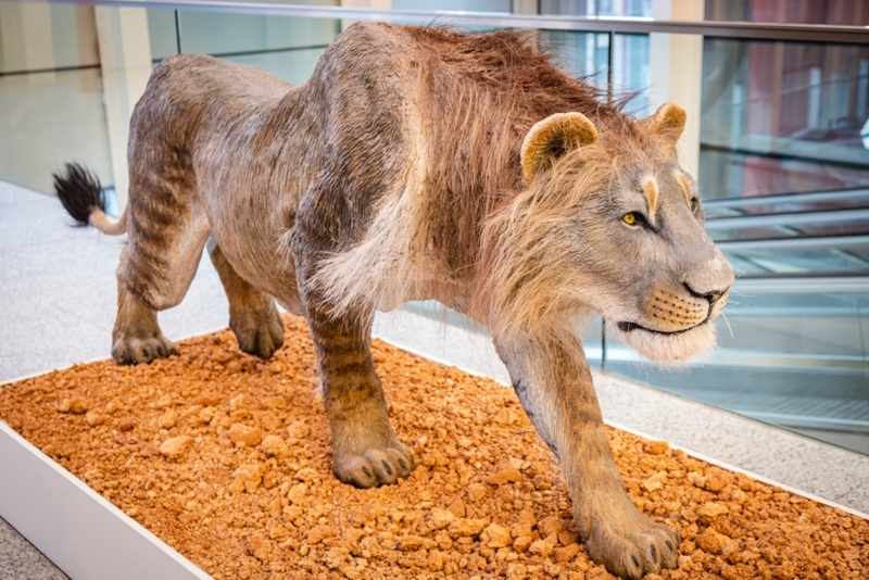 Leones de las cavernas | Alamy Stock Photo by agefotostock /Tolo Balaguer