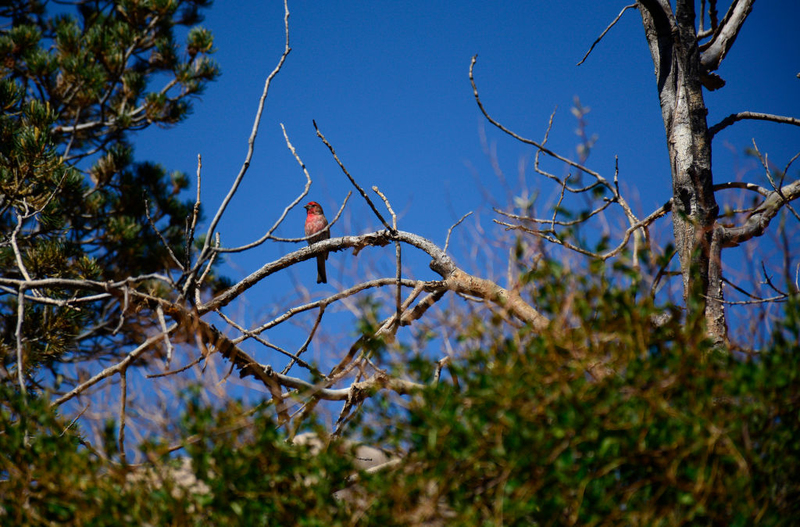 Birding, Anyone? | Getty Images Photo by Robert Alexander