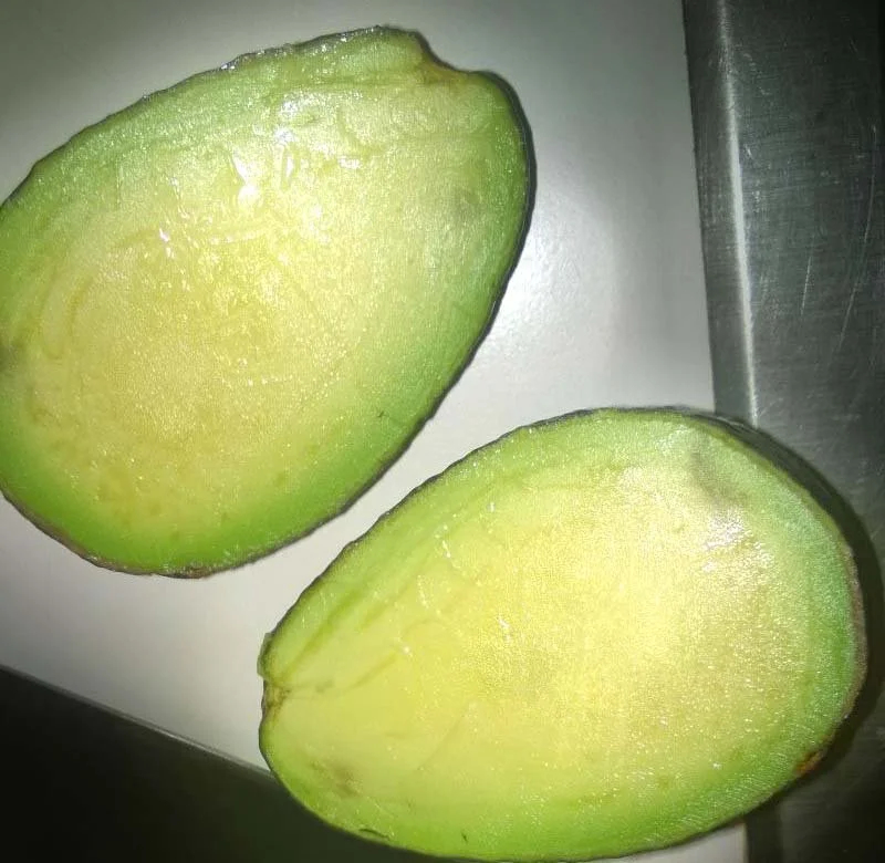 Seedless Avocado | Imgur.com/s2PjilR