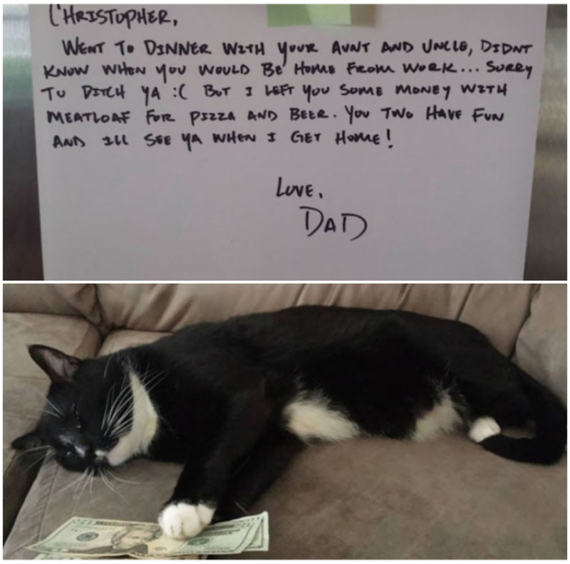 Meatloaf die Geldkatze | Imgur.com/ghZgTJH & 3wQAmxd