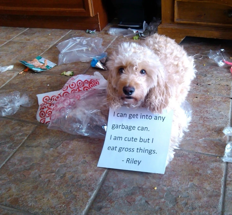 Riley tiene que aprender bien la lección | Instagram/@finn__cockapoo