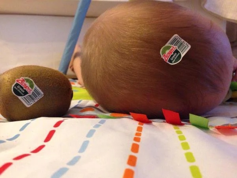 Un gran kiwi | Reddit.com/knubbze