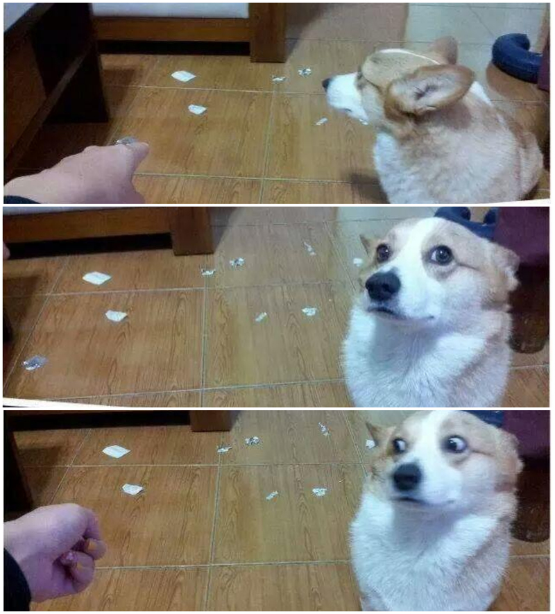 O cão sabe | Imgur.com/1hLM7BN