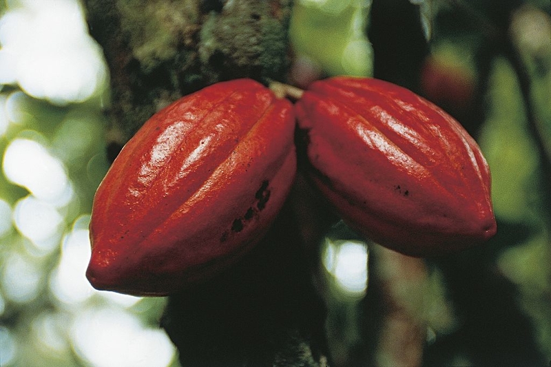 The Mayans Were Chocoholics | Getty Images Photo by DEA / C.DANI / I.JESKE/De Agostini