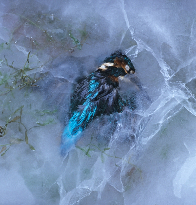 Der Eisvogel | Alamy Stock Photo by FLPA