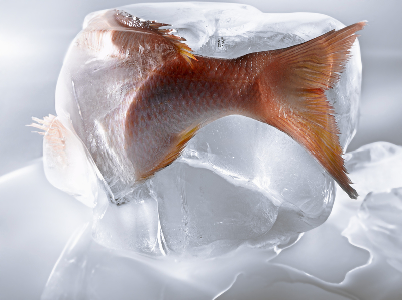 Gefrorene Fische | Getty Images Photo by Studio