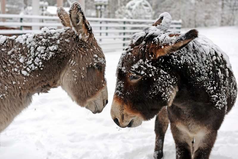 Verantwortungslose Haltung | Getty Images Photo by Harald Lange/ullstein bild