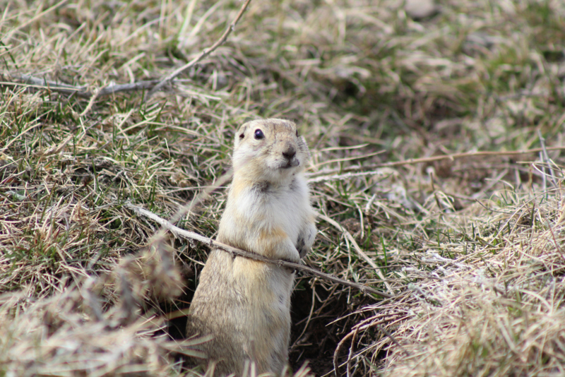 Die Gopher-Falle | Getty Images Photo by Mckenna_Ringwald