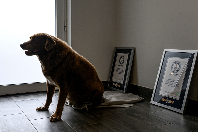 The Ancient Dog | Getty Images Photo by PATRICIA DE MELO MOREIRA / AFP