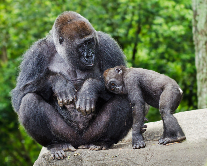 Der Umgang mit einem müden Kind | Rob Hainer/Shutterstock