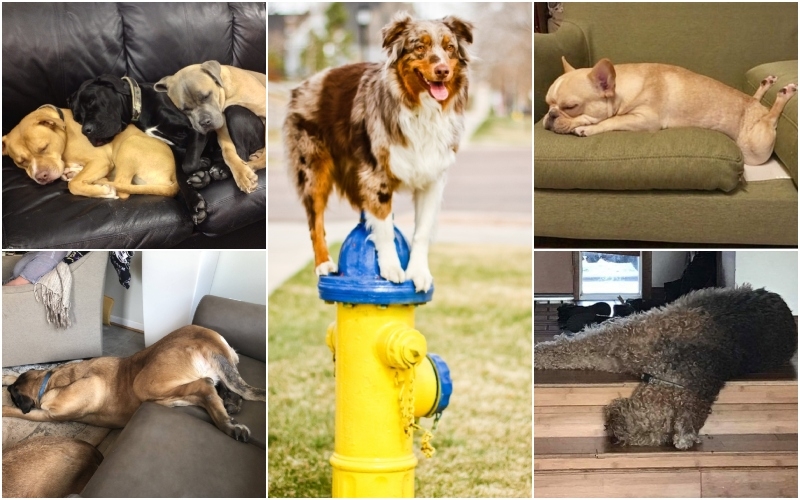 Sollten diese Hundebesitzer über die Schlafgewohnheiten ihrer Haustiere besorgt sein? | Imgur.com/BPvWdpK & gHgQGLa & FYuuwew & yk6Tdft & Getty Images Photo by Joel Hawkins