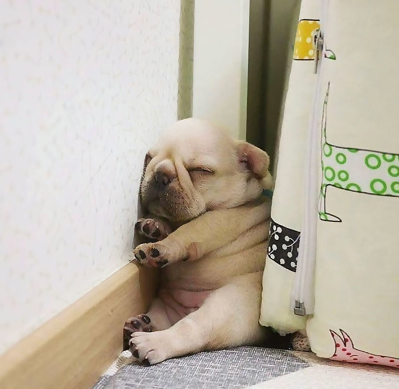 Cachorro Gordito | Imgur.com/vfIUJ1N