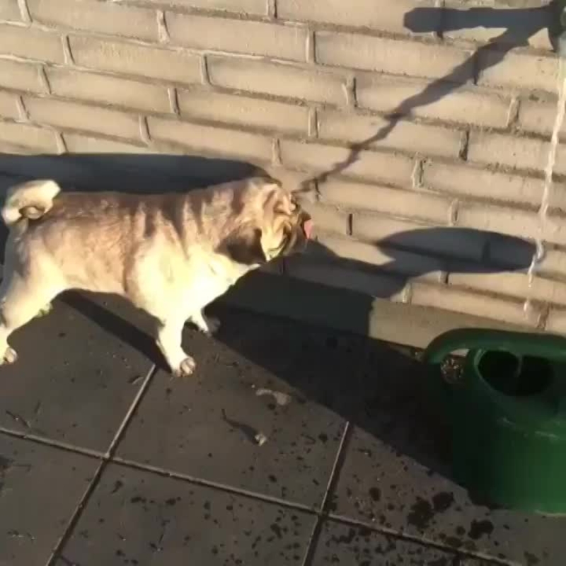 Pug Life | Imgur.com/AjKaramba