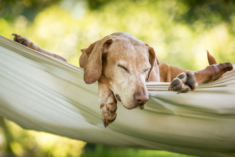 Es Hora de la Hamaca | Shutterstock Photo by Eddie Dean