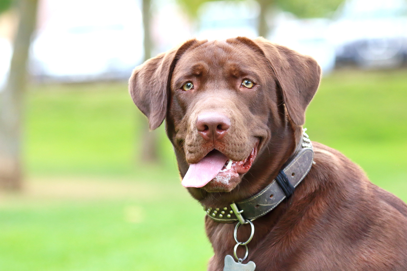 Labrador Retriever | David Pegzlz/Shutterstock