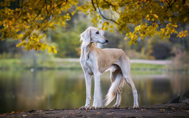 Saluki | Svetlay/Shutterstock