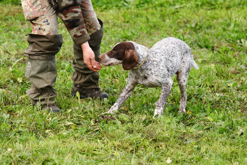 Los perros rastreadores son entrenados para encontrar trufas que se venden por hasta $3,000 por 500 gr | francesco de marco/Shutterstock