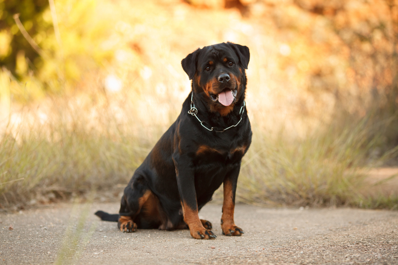 Rottweiler | Serova_Ekaterina/Shutterstock