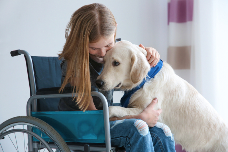 Perros de Servicio Ayudan a los Discapacitados | Africa Studio/Shutterstock