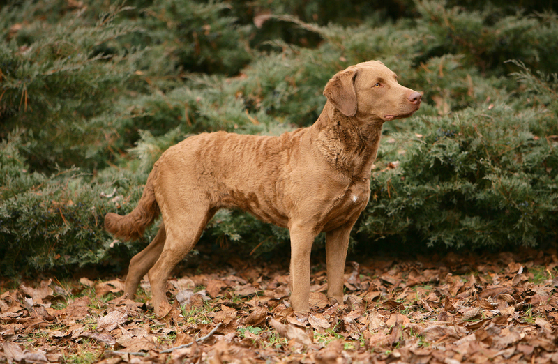 Chesapeake Bay Retriever | Ricantimages/Shutterstock