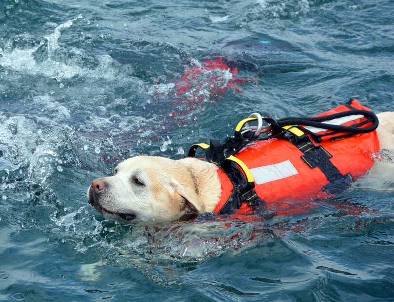 Estos perros saltan desde helicópteros para salvar personas | meunierd/Shutterstock