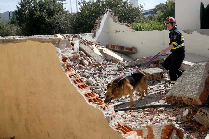 Los perros son frecuentemente enviados a lugares de desastres en busca de víctimas y sobrevivientes | Ververidis Vasilis/Shutterstock