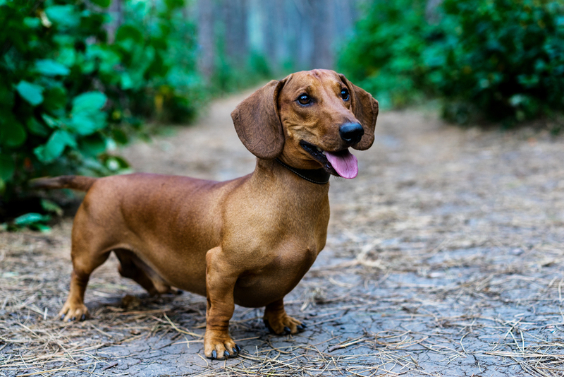 Dachshund | Masarik/Shutterstock