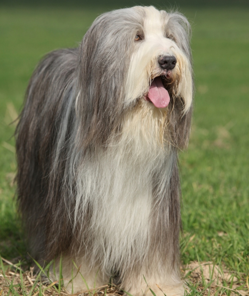 Bearded Collie | Zuzule/Shutterstock