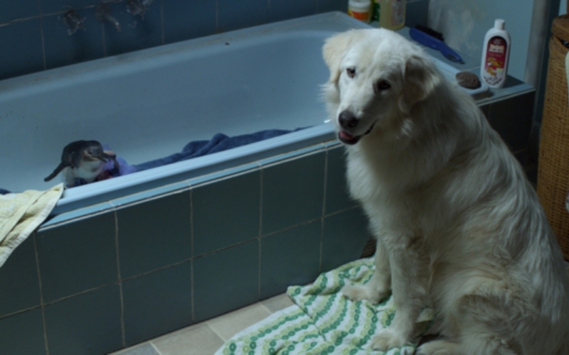 Un granjero y su perro guardián salvan a cientos de pingüinos | MovieStillsDB Photo by murraymomo/production studio