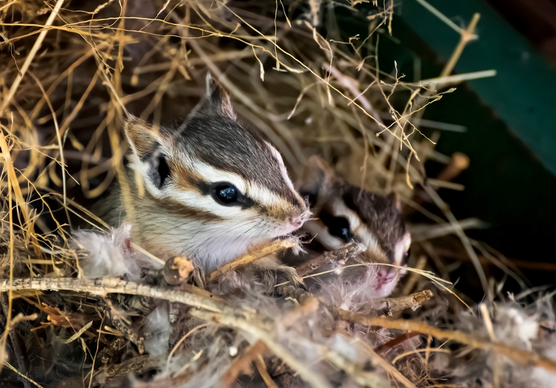 What Was The Noise | Erin Donalson/Shutterstock